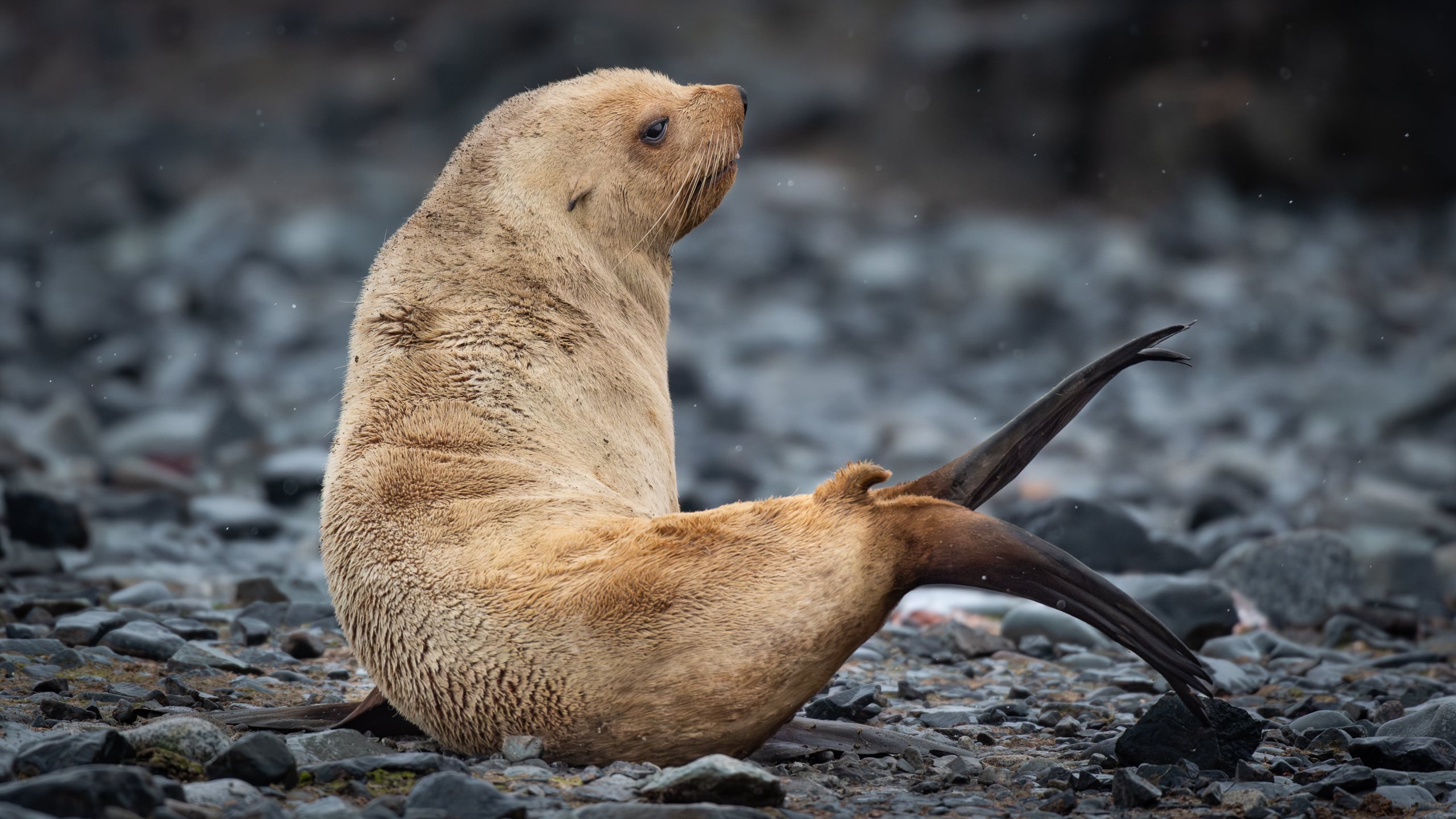 It's not an albono, however this blonde Antarctic fur seal does suffer from "a recessive loss-of-function mutation", basically meaning it lacks pigmentation.